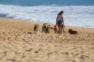 Hond op strand Den Haag