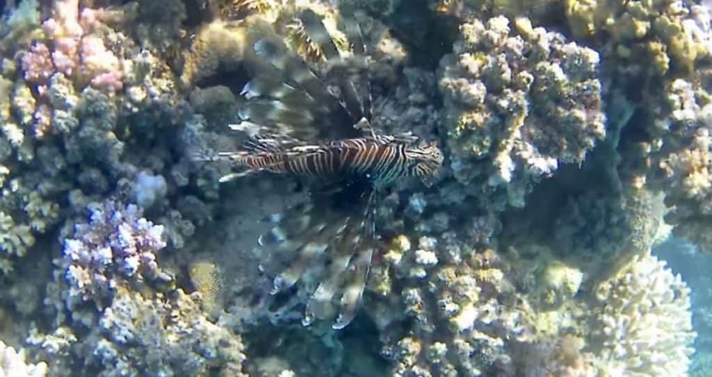 koraalduivel rode zee marsa alam egypte